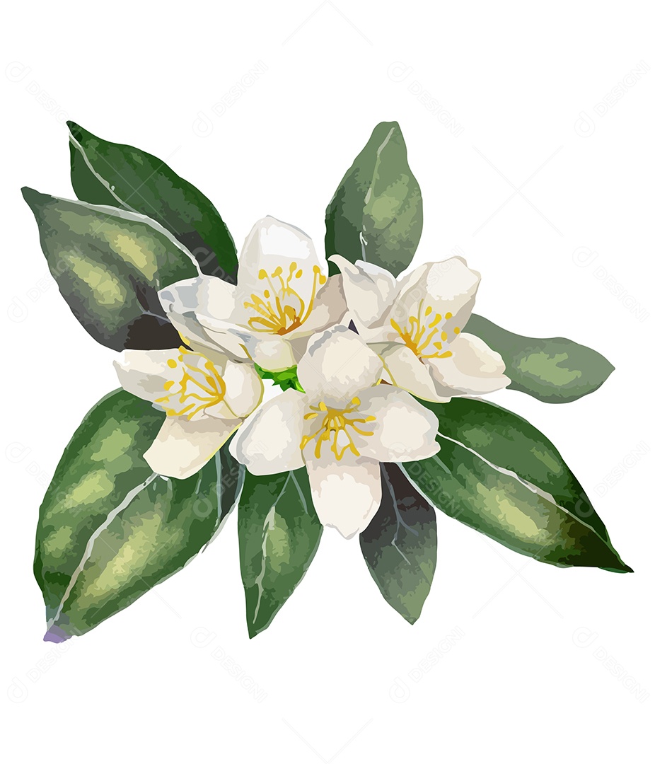 Desenho De Flores Branca Em Aquarela Desenhada Á Mão Vetor EPS