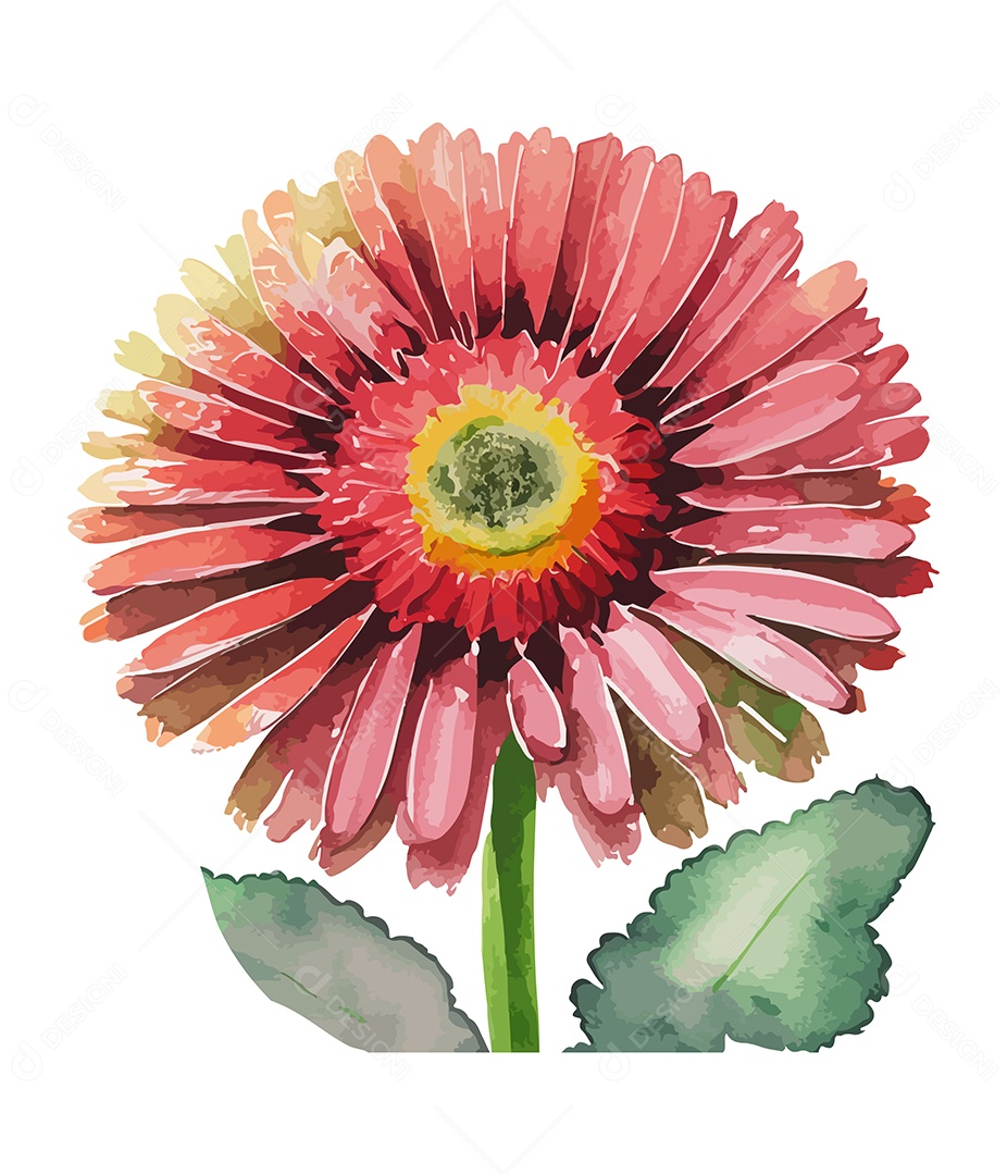 Flor Gerbera Vermelha De Aquarela Desenhada A Mão Vetor EPS