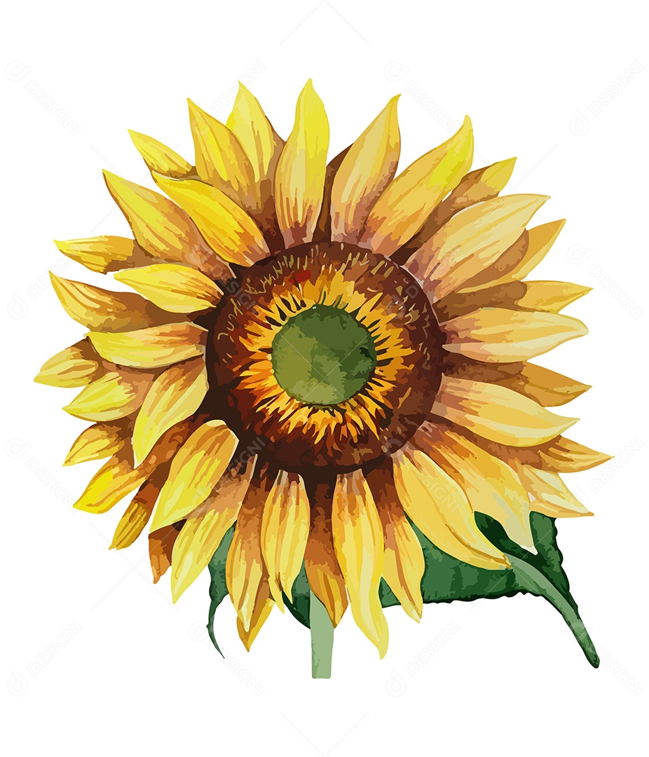 Flor De Girassol Desenho De Aquarela Desenhada Vetor EPS