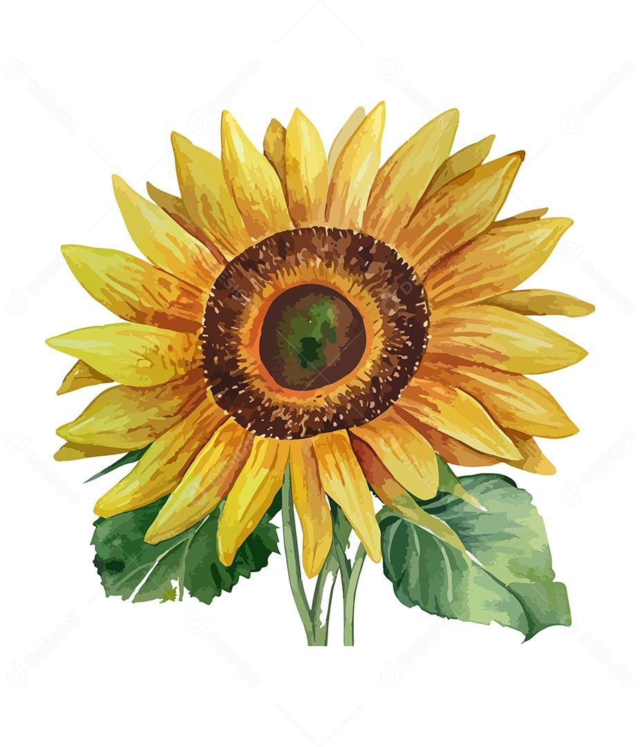 Flor De Aquarela Desenhada Girassol Vetor EPS