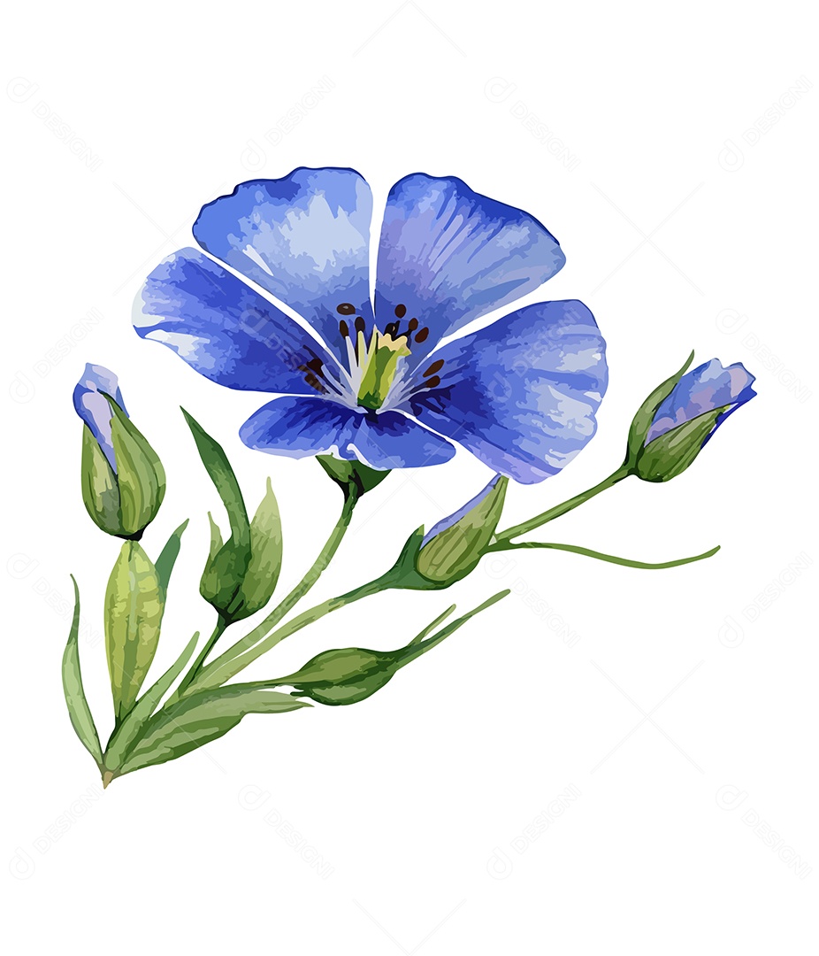 Flor De Sementes De Linho Aquarela Desenhada A Mão Vetor EPS