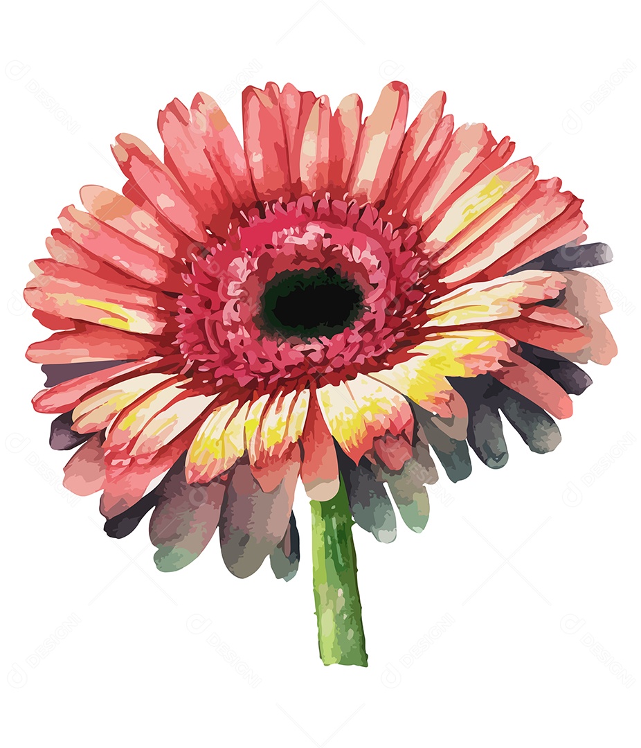 Flor Gerbera Vermelha De Aquarela Desenhada A Mão Vetor EPS