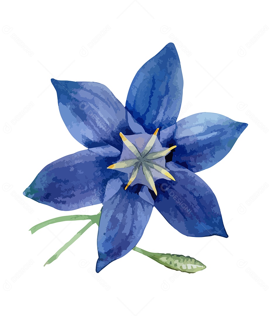 Flor De Wahlenbergia Gloriosa De Aquarela Desenhada A Mão Vetor EPS