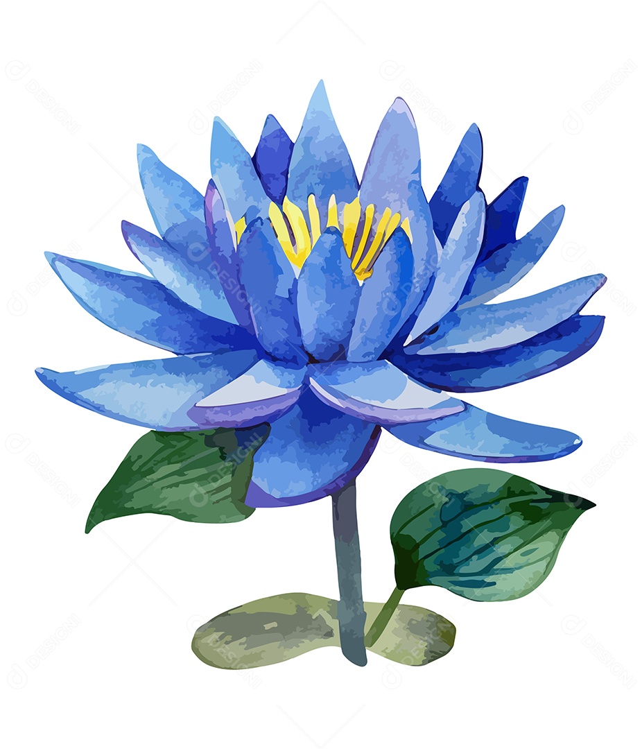 Flor De Lótus Azul De Aquarela Desenhada A Mão Vetor EPS