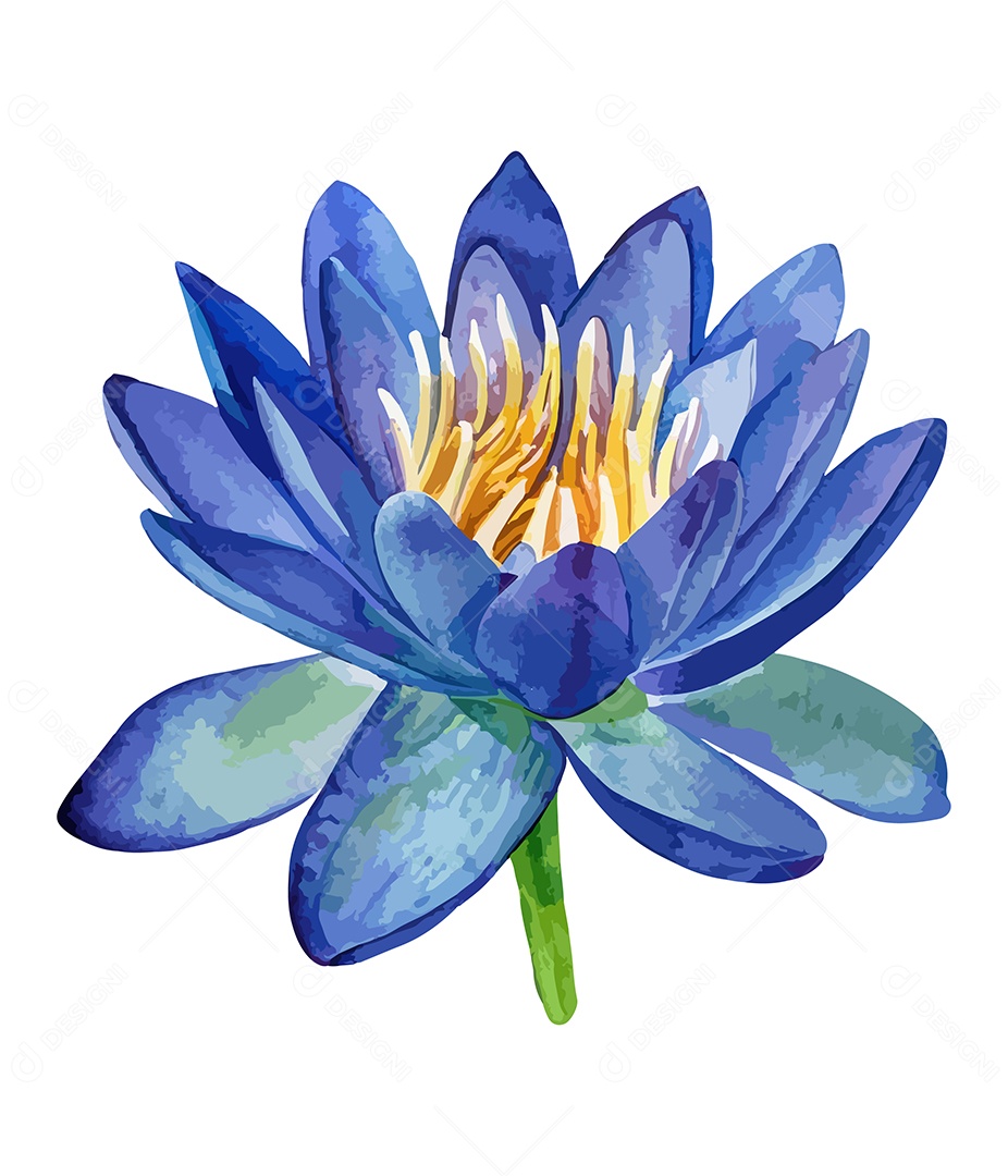 Flor De Lótus De Aquarela Desenhada A Mão Vetor EPS