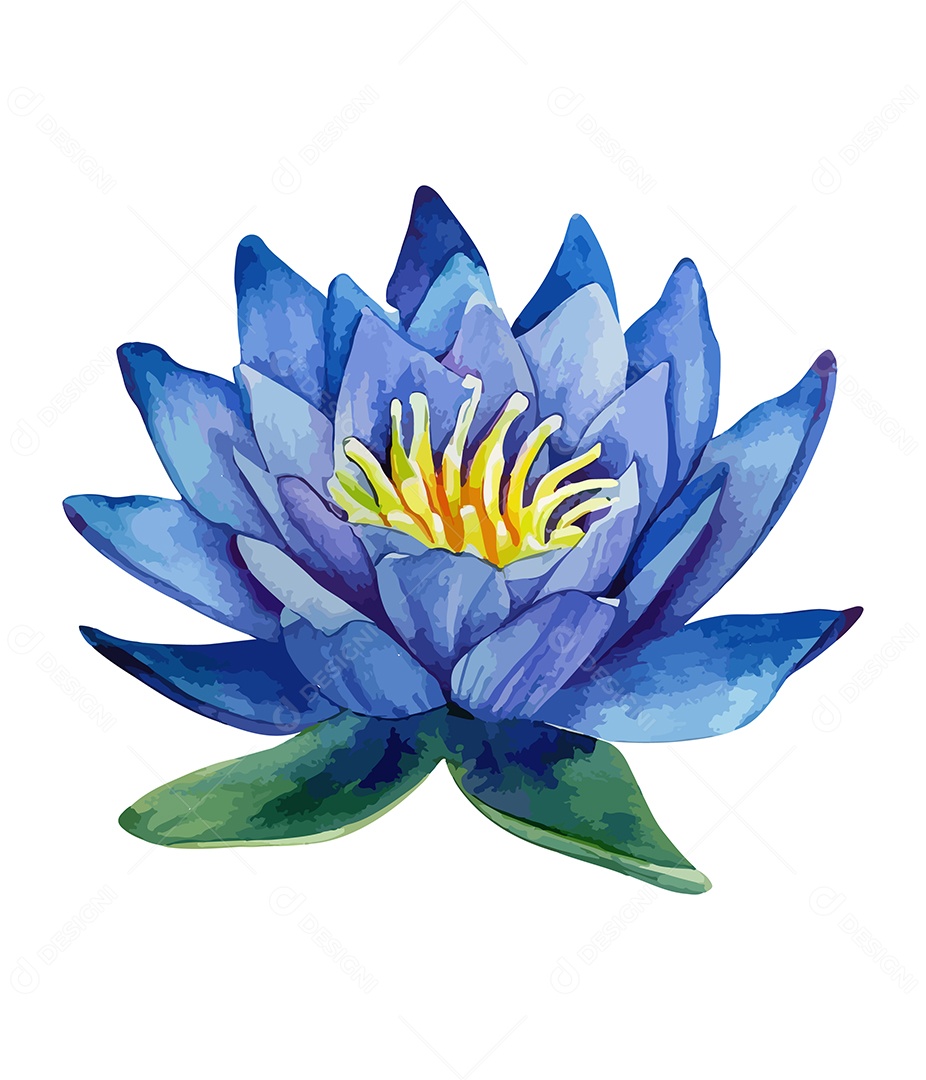 Flor De Lótus De Aquarela Desenhada A Mão Vetor EPS