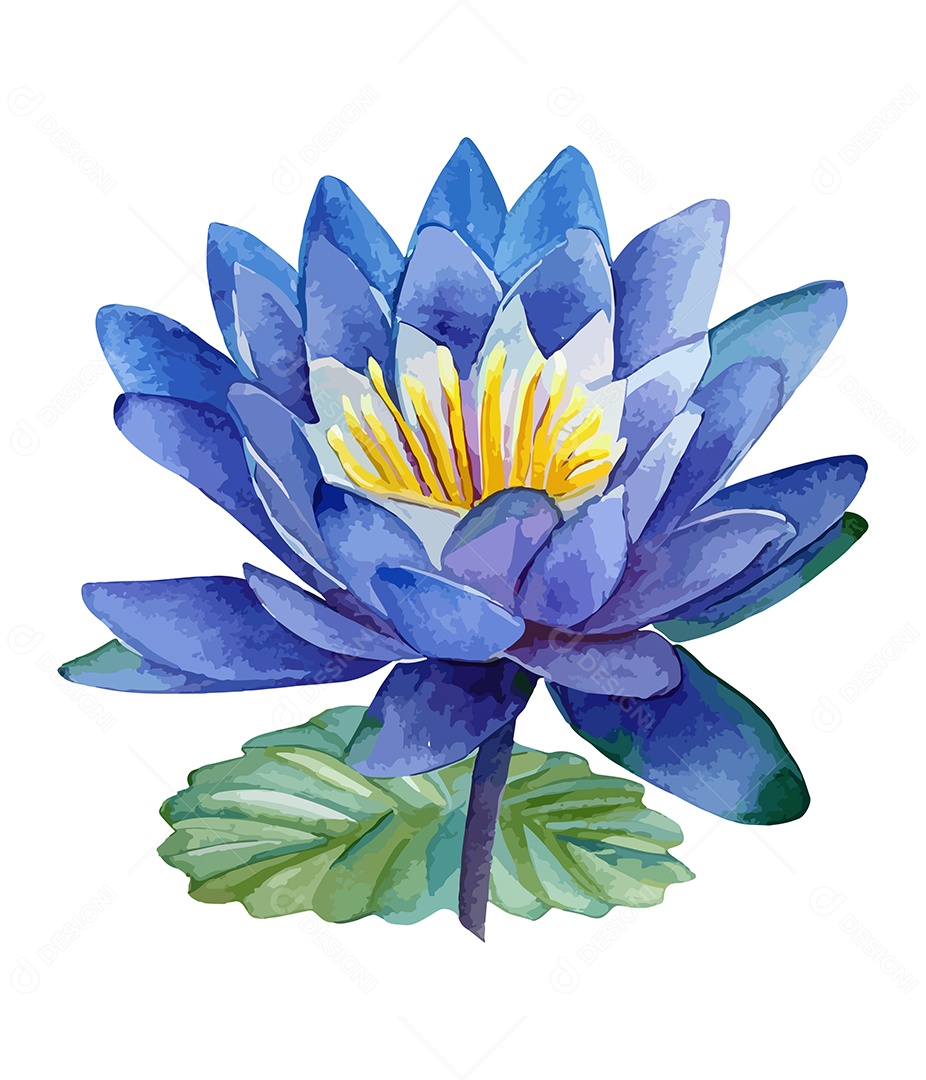 Flor De Lótus De Aquarela Desenhada A Mão Vetor EPS