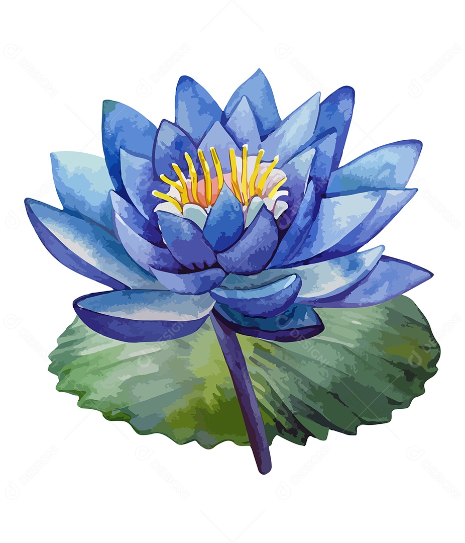 Flor De Lótus De Aquarela Desenhada A Mão Vetor EPS