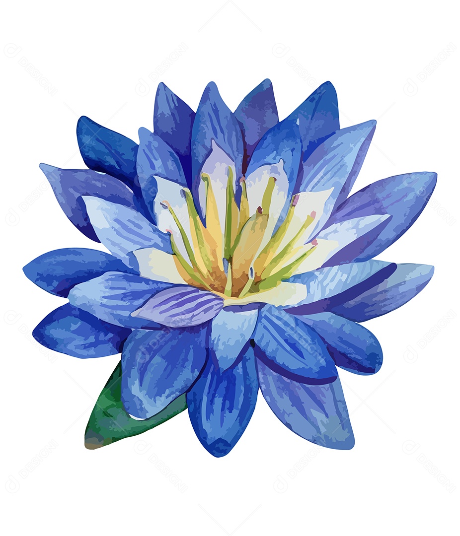 Flor De Lótus De Aquarela Desenhada A Mão Vetor EPS