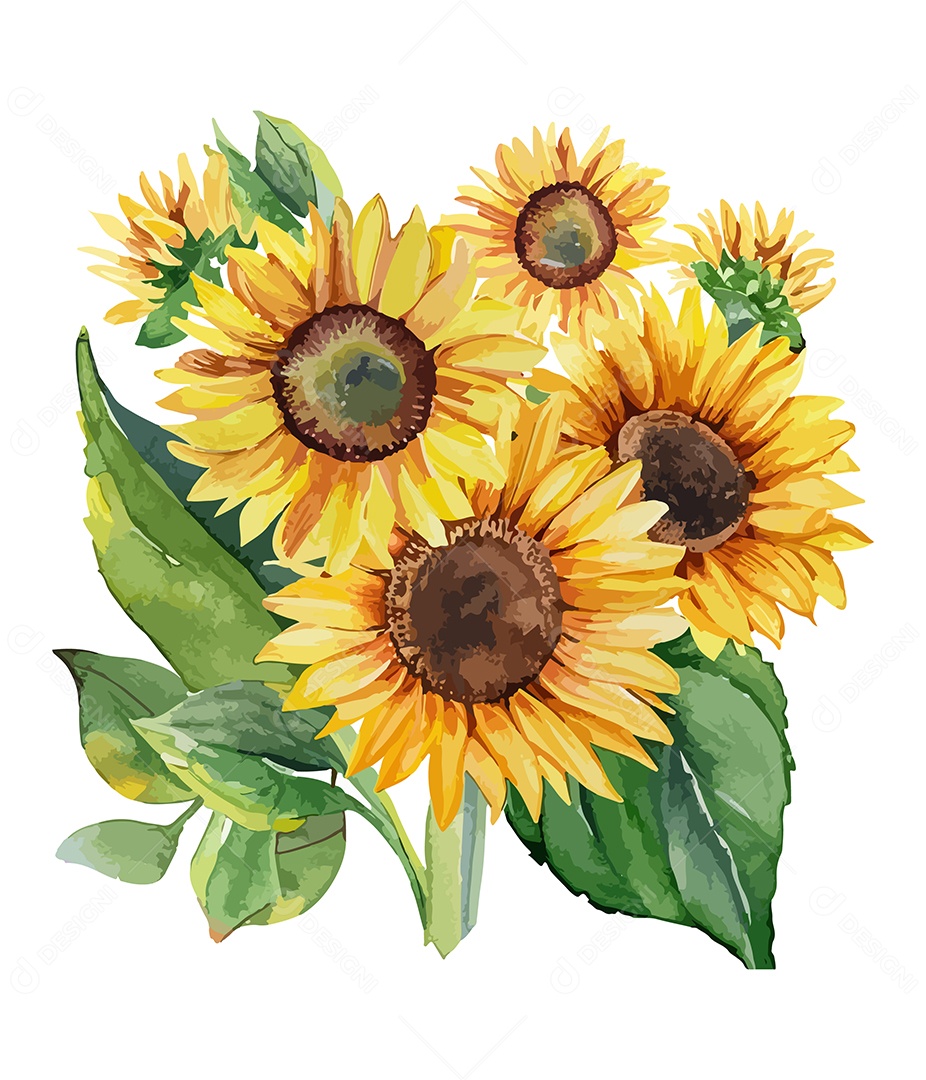 Flores De Girassol Desenhada De Aquarela Vetor EPS
