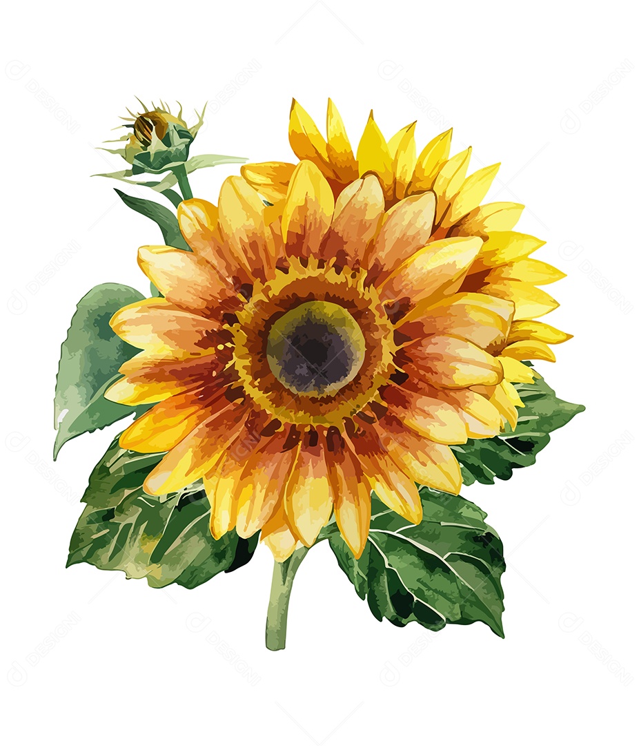 Flores Desenhada Girassol De Aquarela Vetor EPS