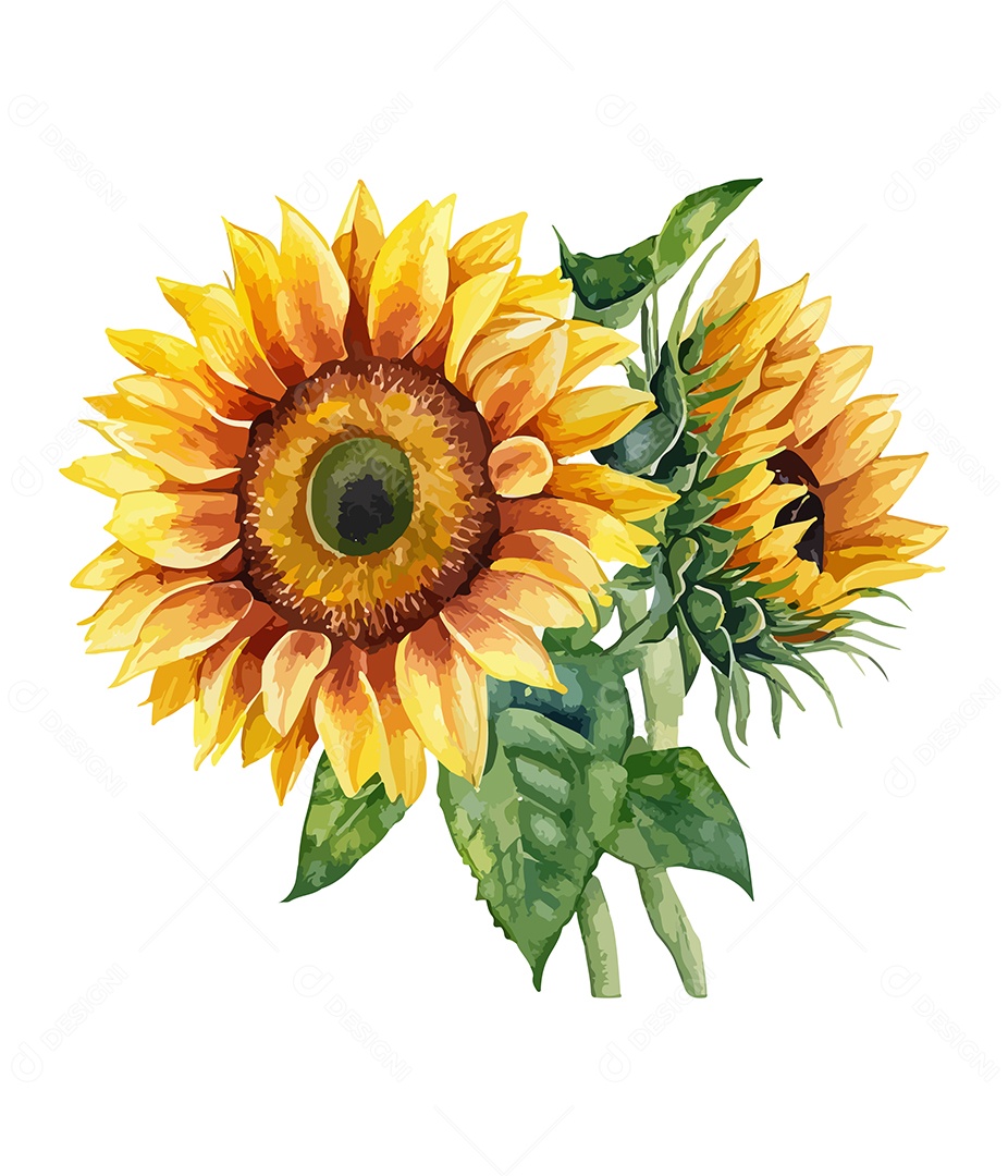 Flores Desenhada Girassol De Aquarela Vetor EPS
