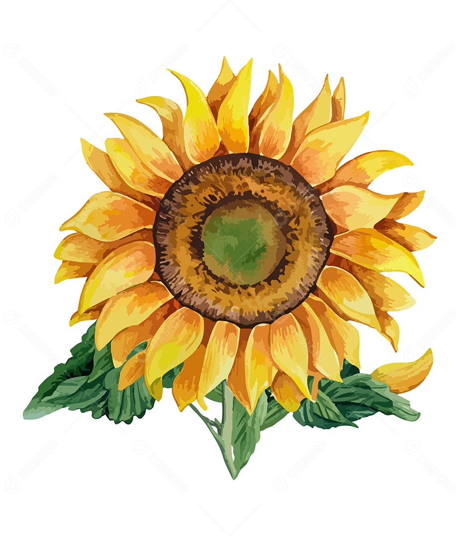 Flor Desenhada Girassol De Aquarela Vetor EPS