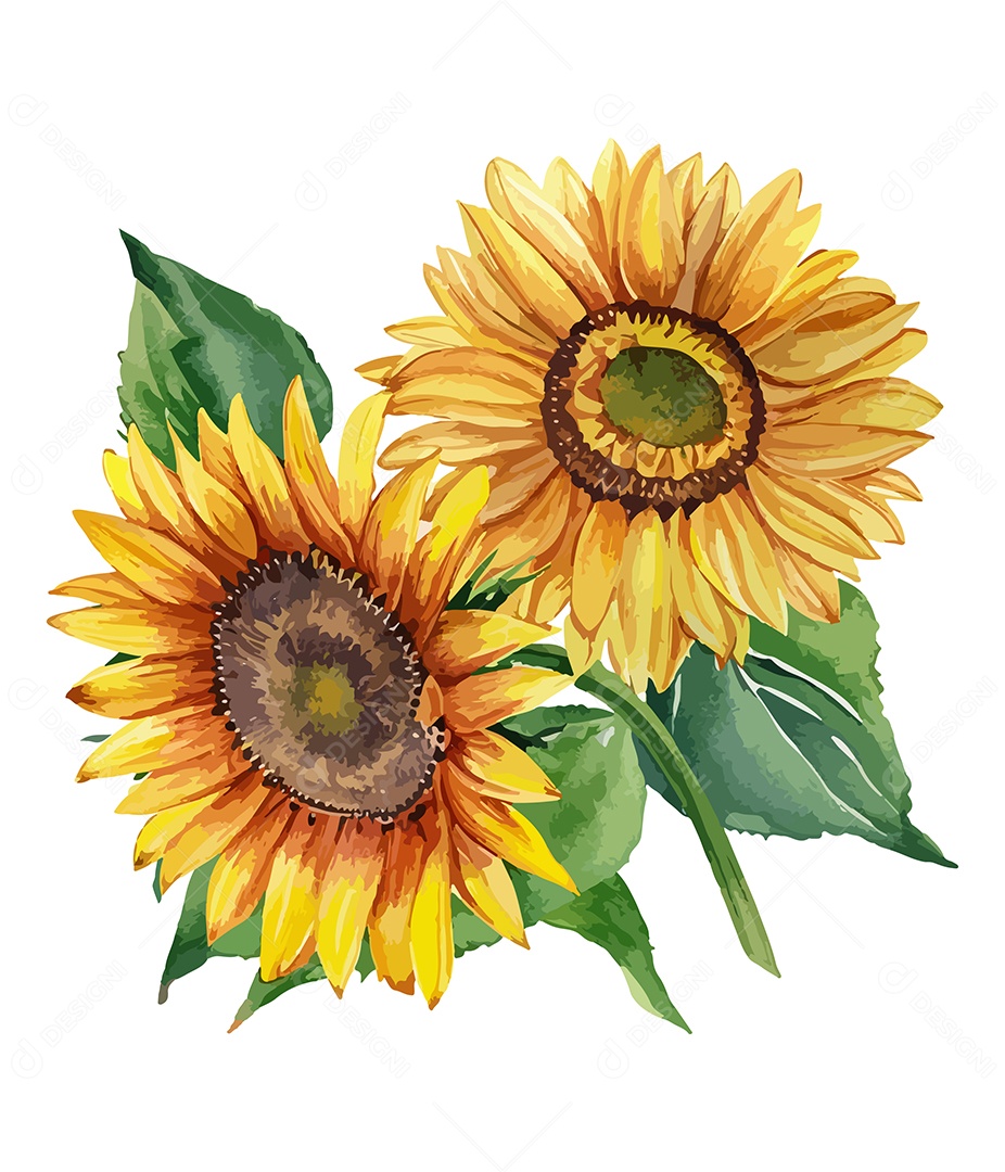 Flores Desenhada Girassol De Aquarela Vetor EPS