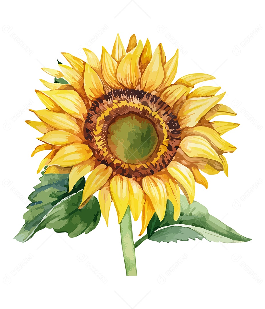 Flores Desenhada Girassol De Aquarela Vetor EPS