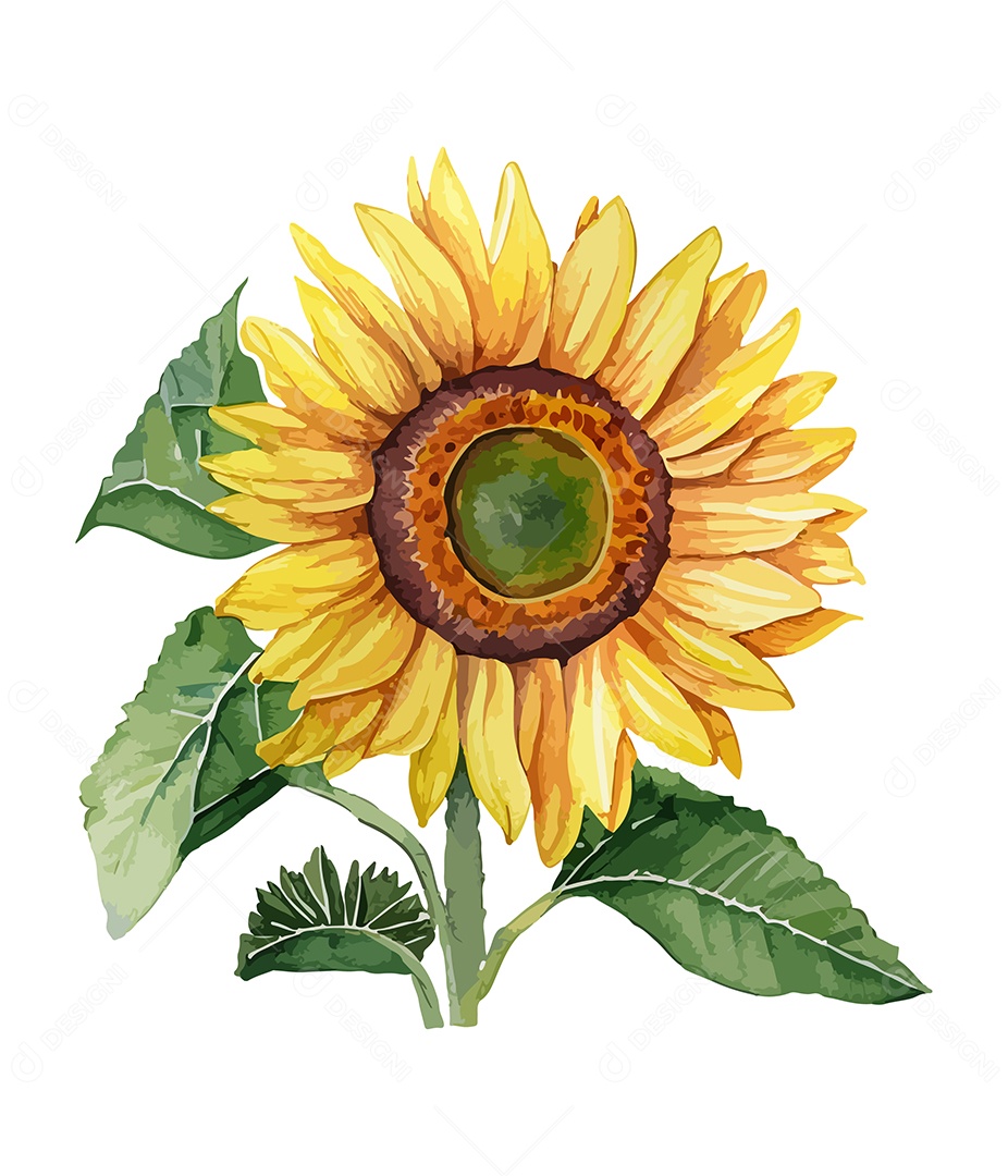 Flor Desenhada Girassol De Aquarela Vetor EPS