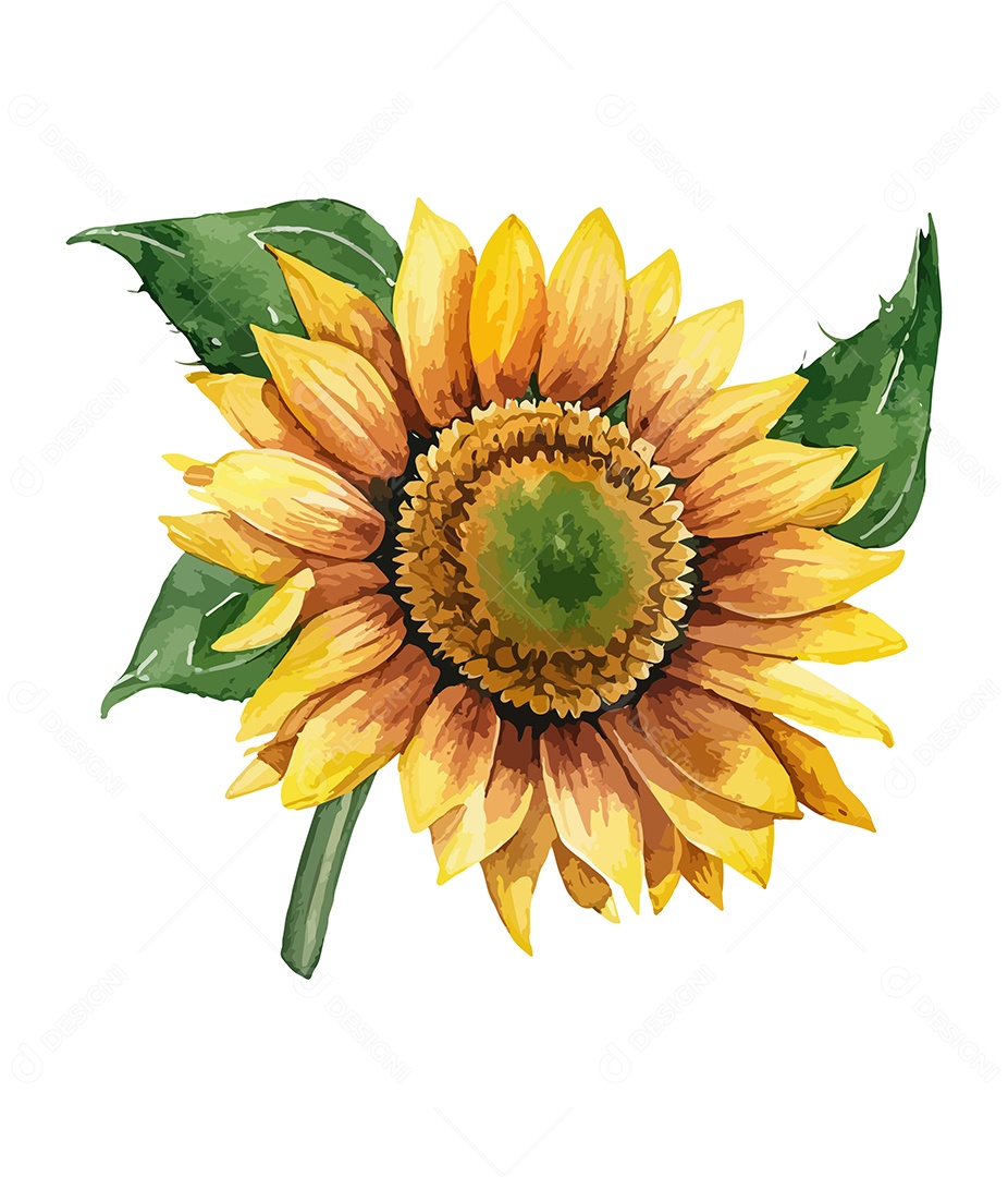Flor De Aquarela Desenhada Girassol Vetor EPS