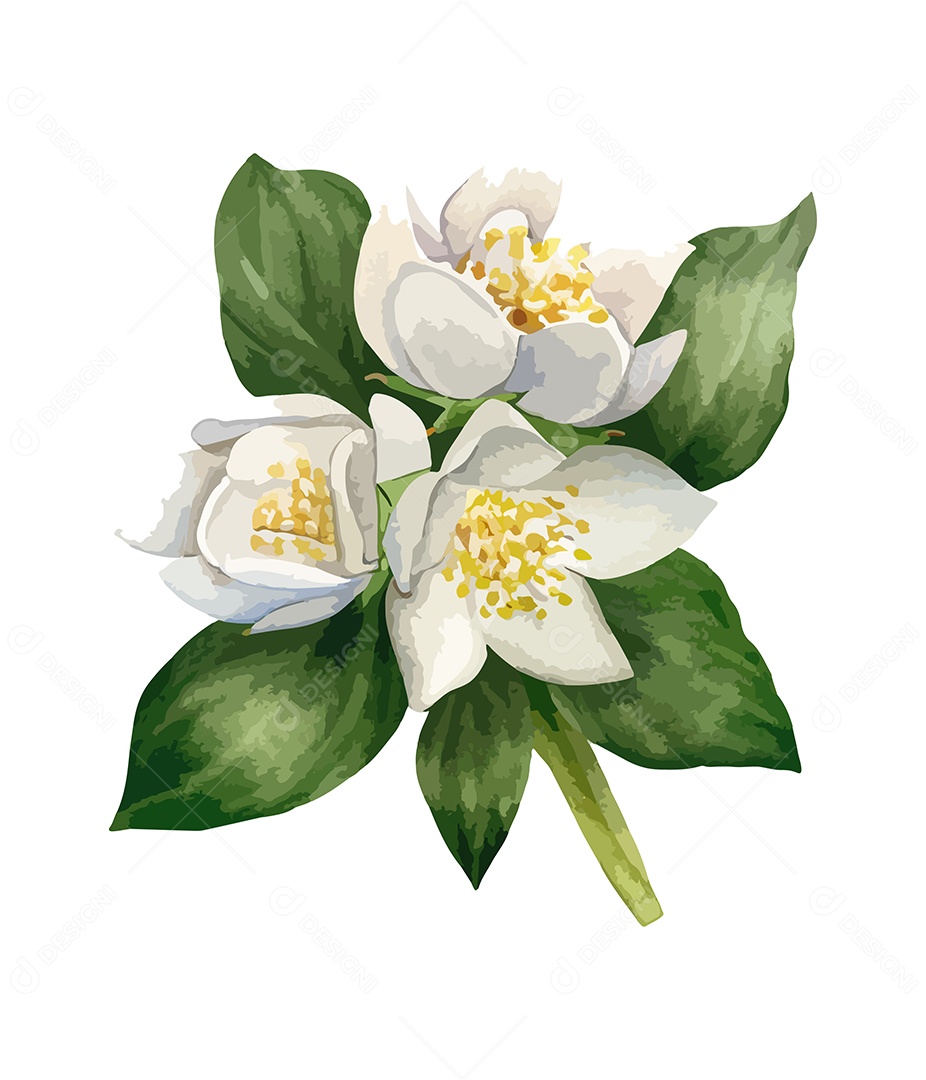Flores De Aquarela Desenhada Jasmine Vetor EPS