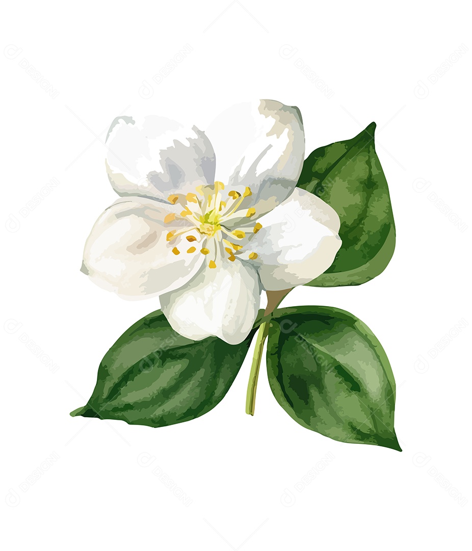 Flor De Aquarela Desenhada Jasmine Vetor EPS