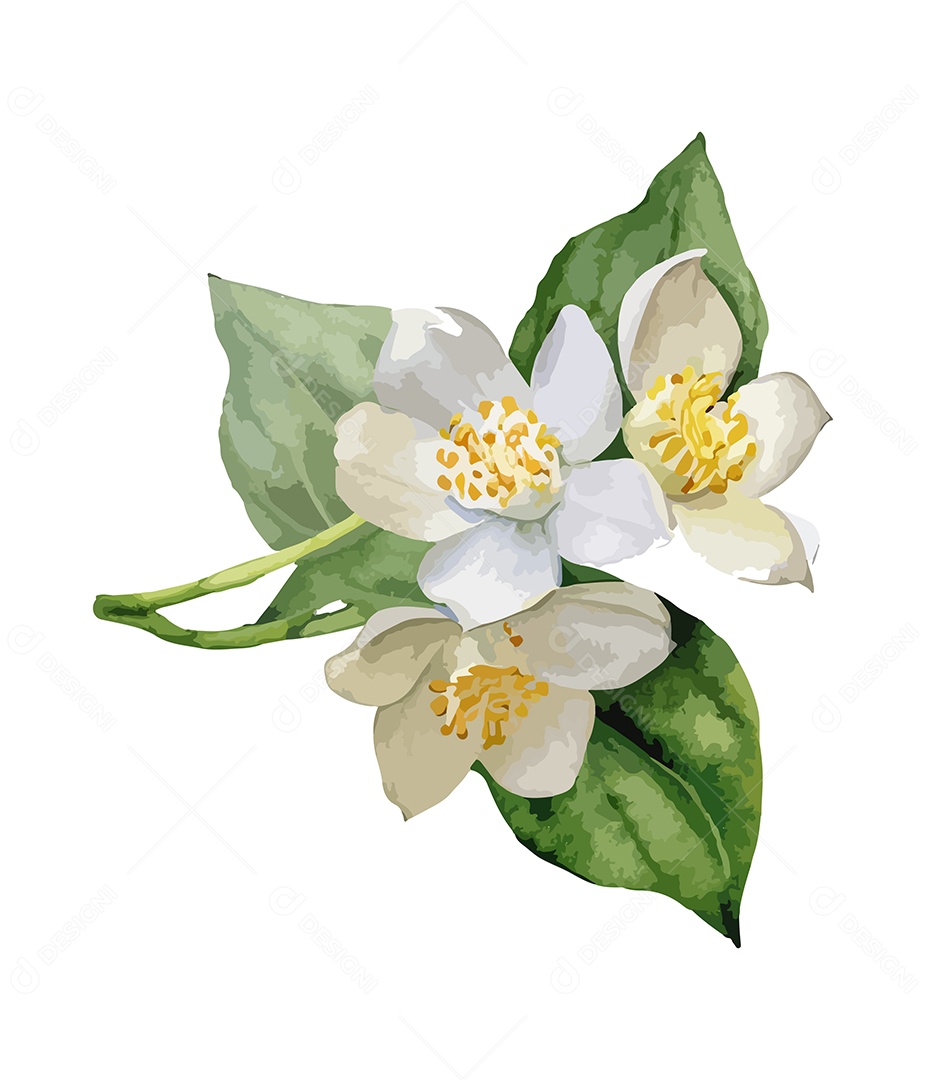 Flor De Aquarela Desenhada Jasmine Vetor EPS