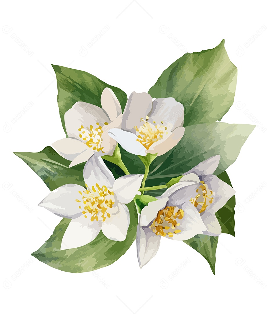 Flor De Aquarela Desenhada Jasmine Vetor EPS