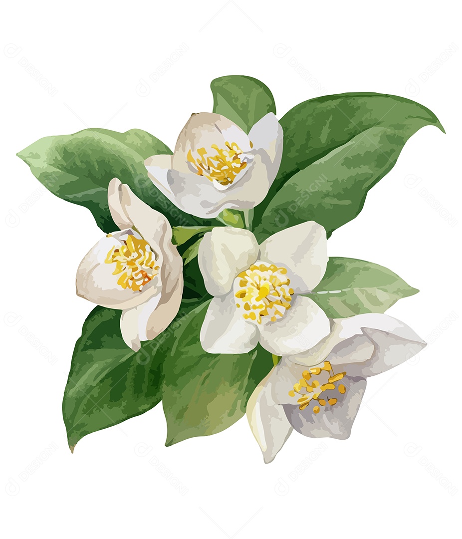 Flor De Aquarela Desenhada Jasmine Vetor EPS
