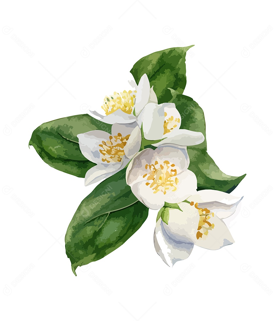 Flor De Aquarela Desenhada Jasmine Vetor EPS