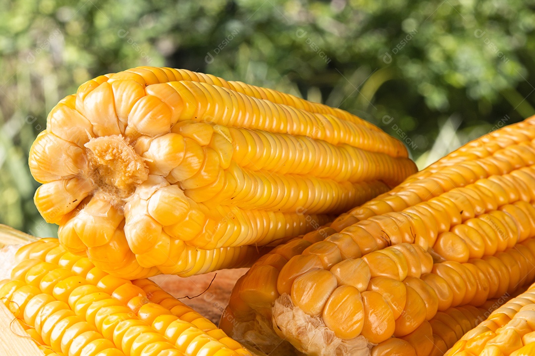 Milho amarelo fresco em madeira rústica e fundo desfocado verde.