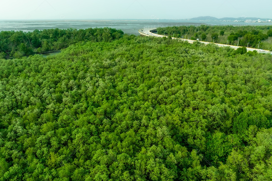Floresta de mangue verde captura dióxido de carbono