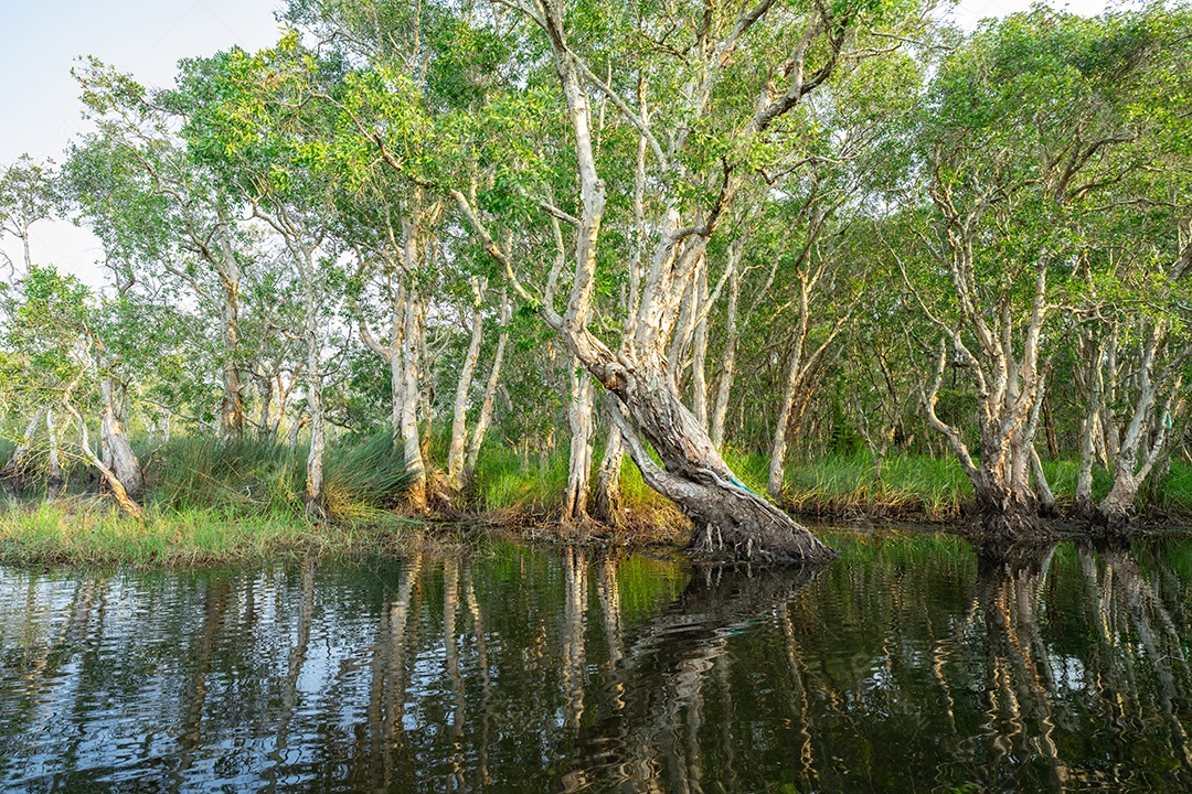 Árvores de samet ou cajepute brancas em florestas pantanosas com reflexos na água