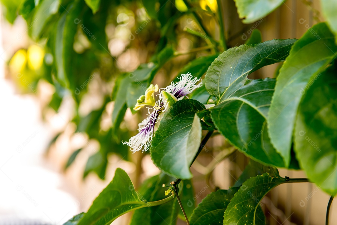 Flor de maracujá