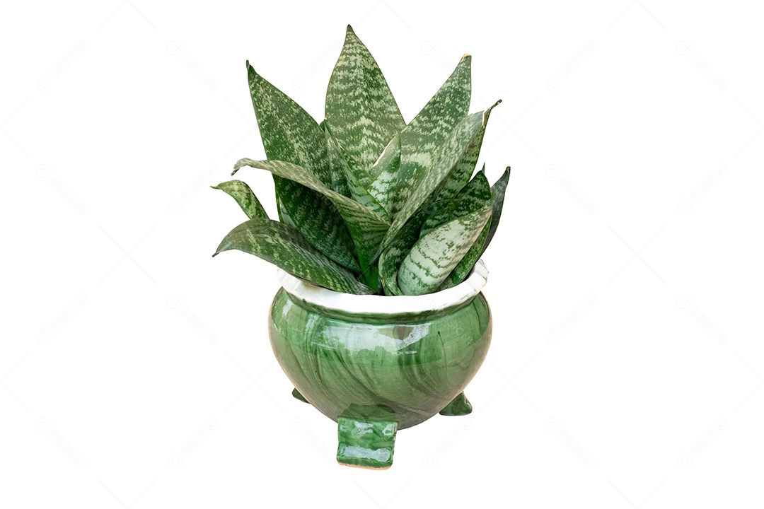 Dracaena trifasciata é uma espécie de planta da família Asparagaceae em vaso verde