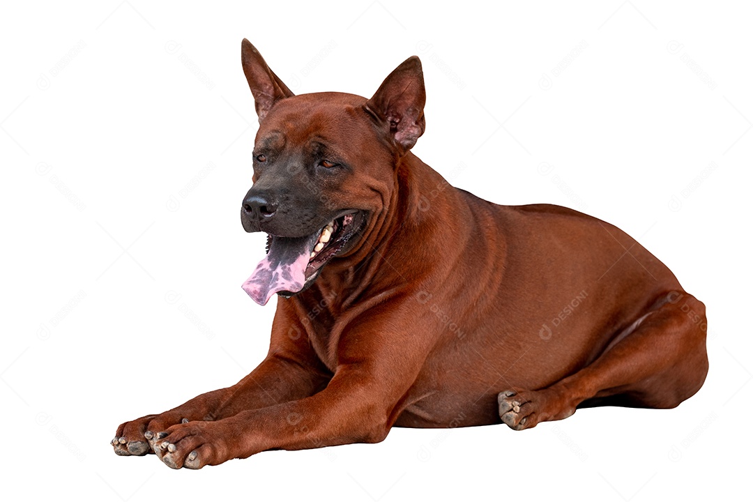 Cão ridgeback vermelho tailandês ou cão rottweiler tailandês