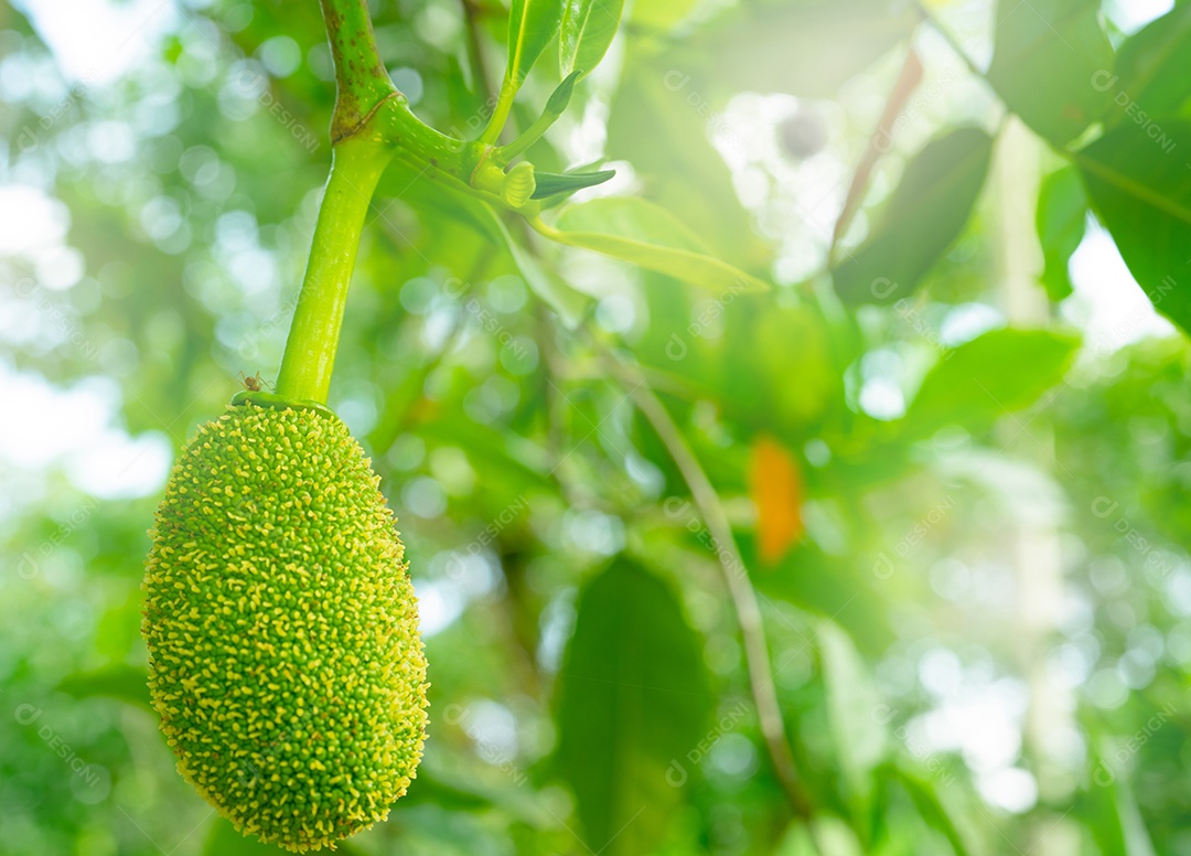 Jaca jovem em uma jaqueira em um jardim de frutas tropicais