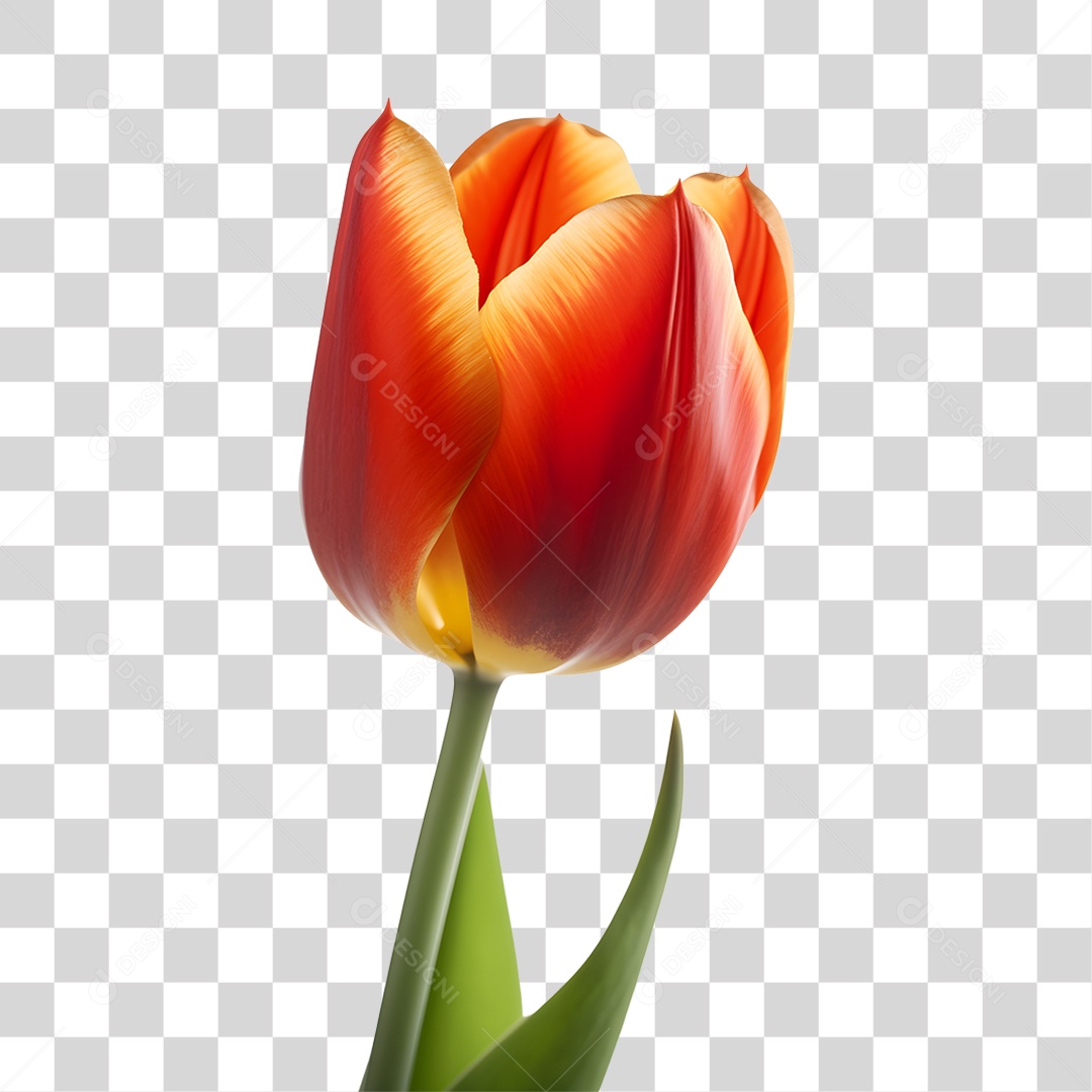 Lindas flores PNG Transparente