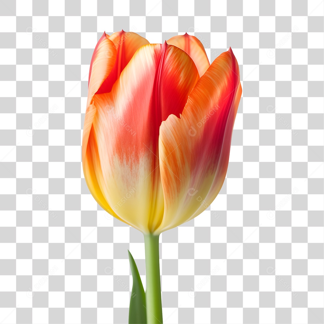 Lindas flores PNG Transparente