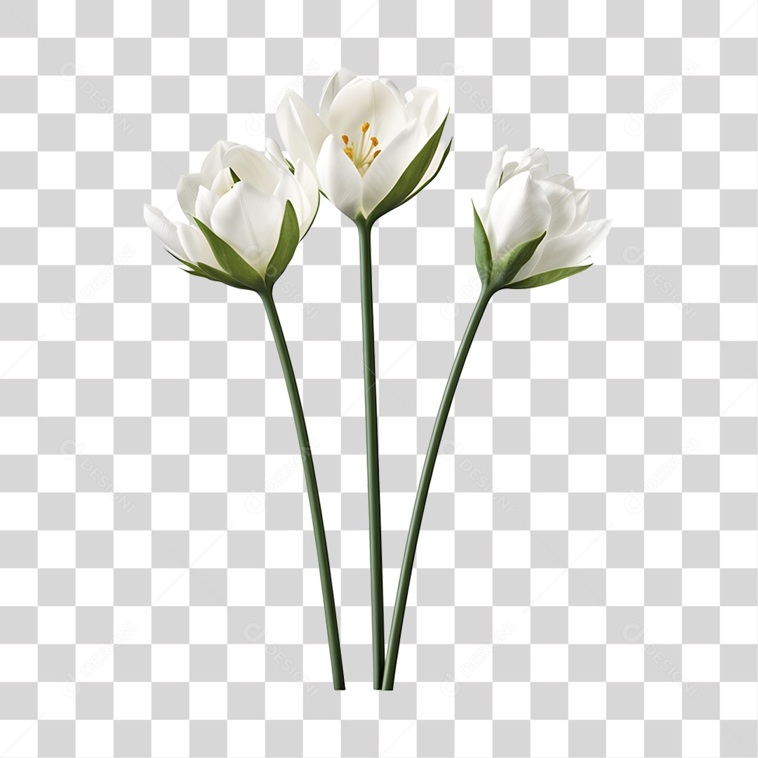 Lindas flores PNG Transparente
