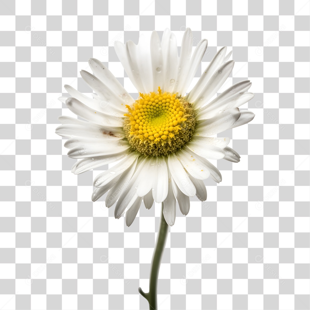 Lindas flores PNG Transparente