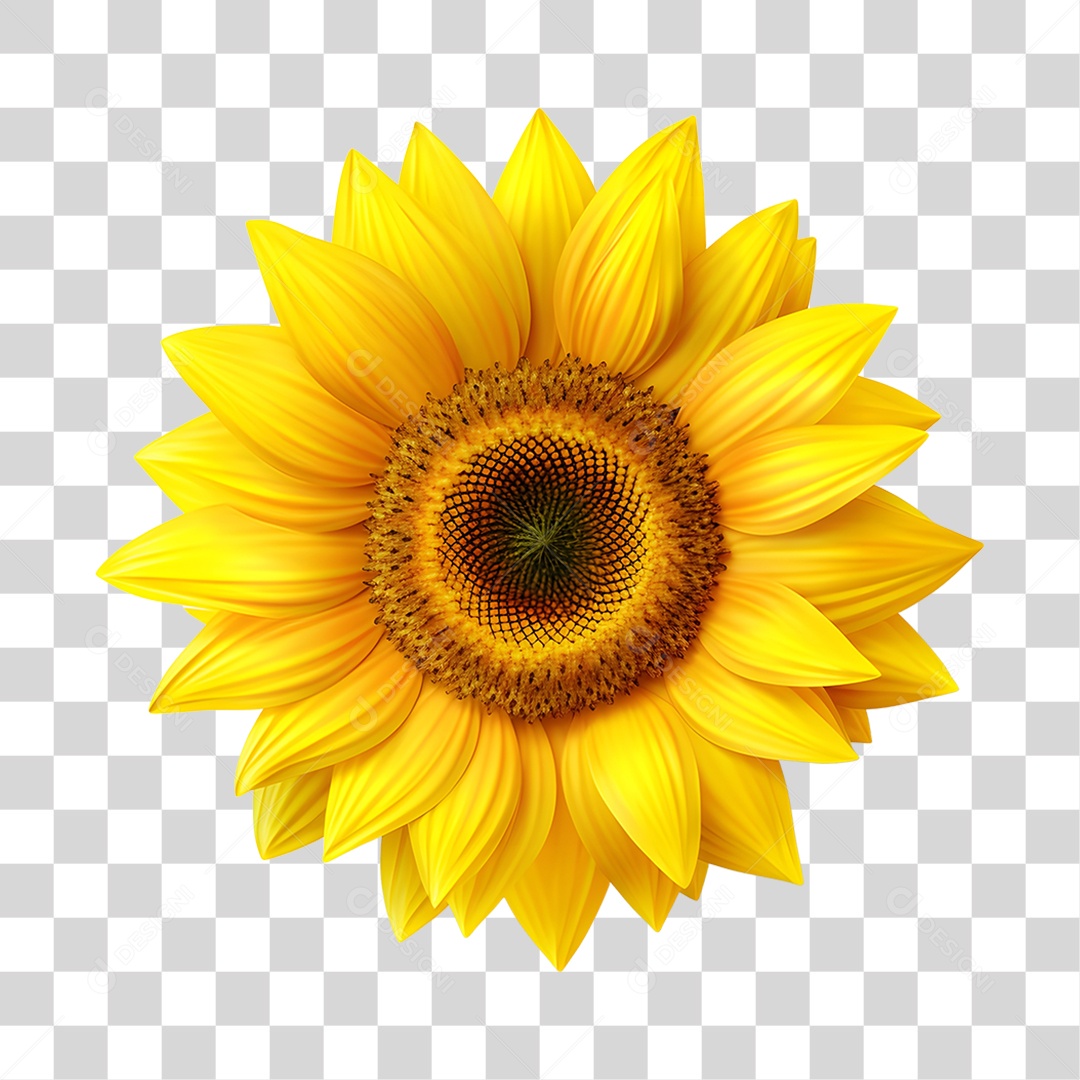 Lindas flores PNG Transparente