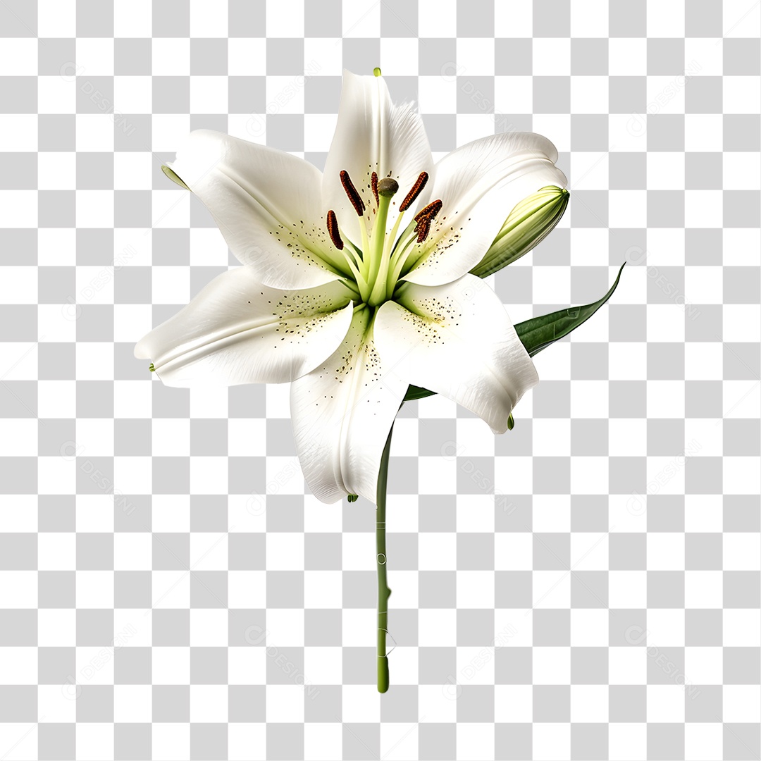 Lindas flores PNG Transparente