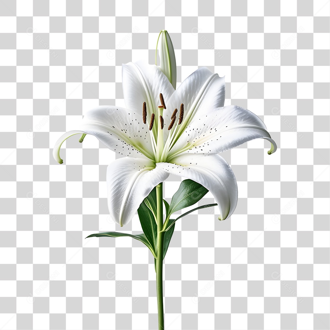 Lindas flores PNG Transparente