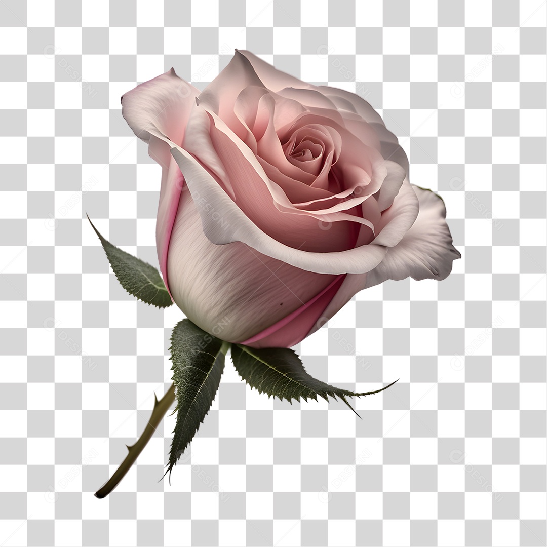 Lindas flores PNG Transparente