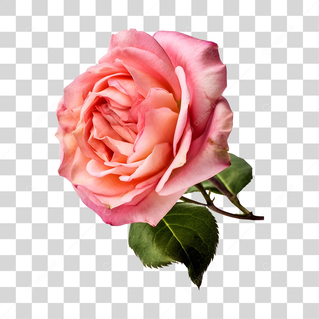 Lindas flores PNG Transparente
