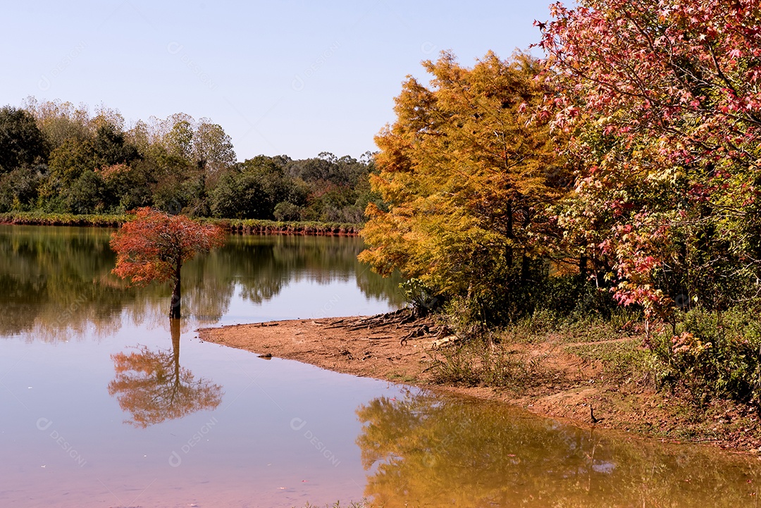 Natureza no outono, passeio no meio da natureza, luz por entre as árvores