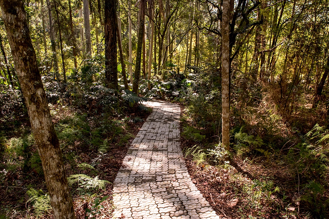 Caminho pela selva, natureza no Brasil