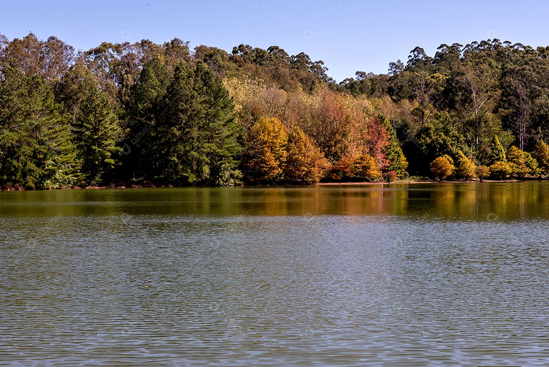 Pinheiros com folhas verdes, amarelas e vermelhas no fundo do lago