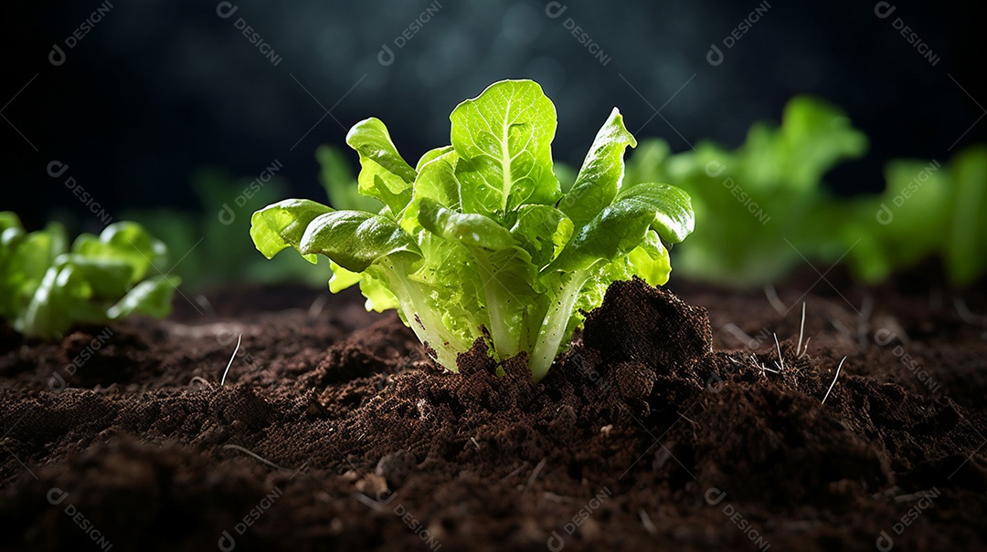 Alfaces crescendo na horta orgânica