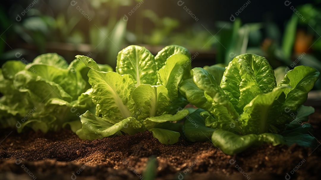 Alfaces crescendo na horta orgânica