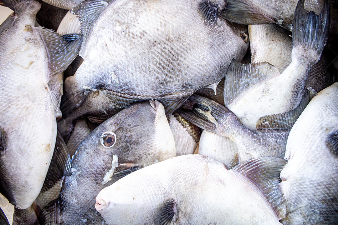 Foto de várias peroas (Balistes capriscus) na peixaria