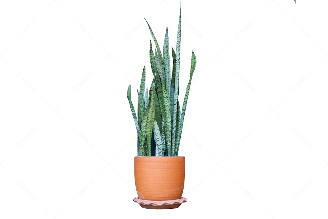 família Asparagaceae em vaso de solo, isolar em fundo branco